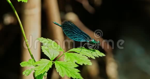 蓝色的蜻蜓从叶子里飞出来视频的预览图