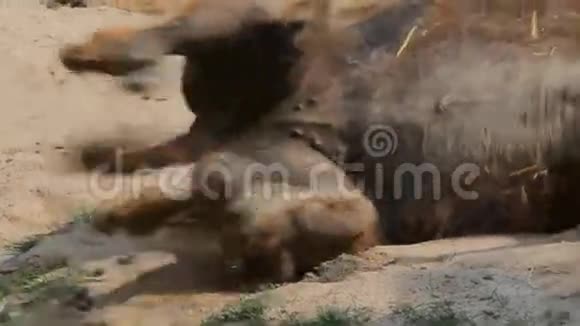 动物园里悲伤的骆驼视频的预览图