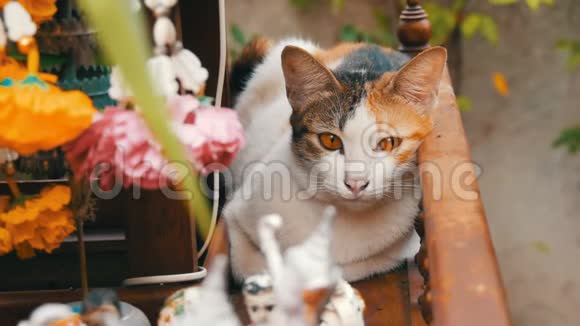 泰国花园中的传统佛教祭坛装饰着鲜花和各种象征人物红猫视频的预览图