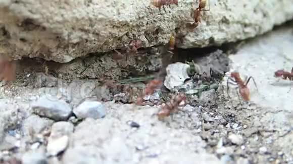 亚马逊蚂蚁和Formica蚂蚁打架视频的预览图