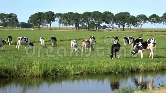 4K牲畜养殖奶牛在埃达姆的绿色草地上放牧的牛视频的预览图