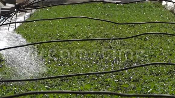 农民给西红柿苗浇水视频的预览图