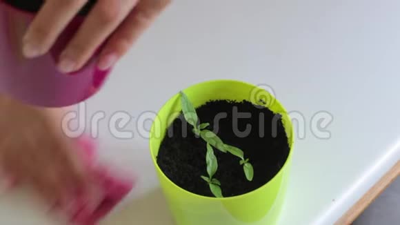 一位妇女在把幼苗移栽到花盆中后从碎片中擦拭桌子桌子上放着有芽的罐子高温移植视频的预览图