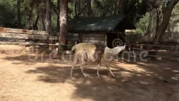 美丽的骆驼在动物园里散步视频的预览图