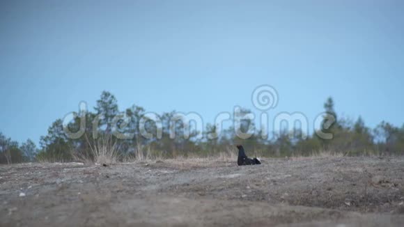 黑色松鸡四角形在自然界的栖息地一只黑色的松鸡很早就来了视频的预览图