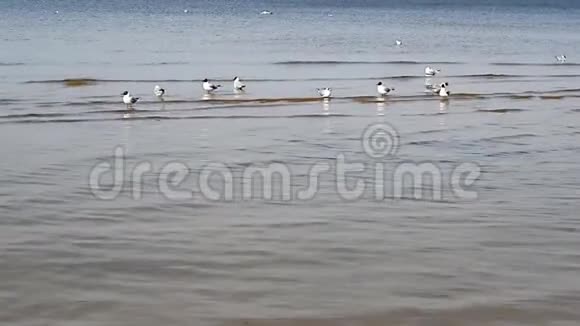 一群海鸥在尤尔马拉海岸边游泳尖叫着视频的预览图