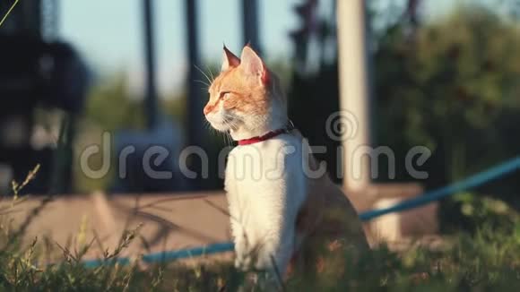 可爱有趣的红白猫在红领放松在绿草的夏天花园日落多利射中视频的预览图