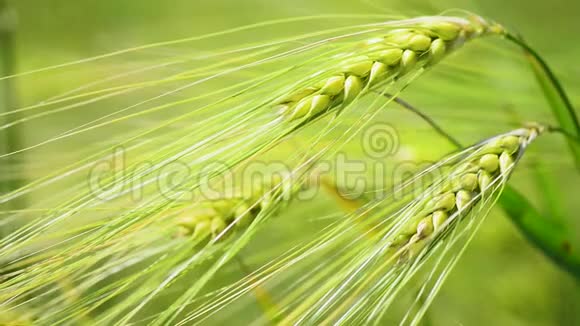 春天把新鲜的早青麦收起来视频的预览图