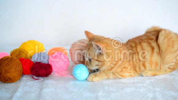 红色小猫躺在彩色纱线附近编织视频的预览图