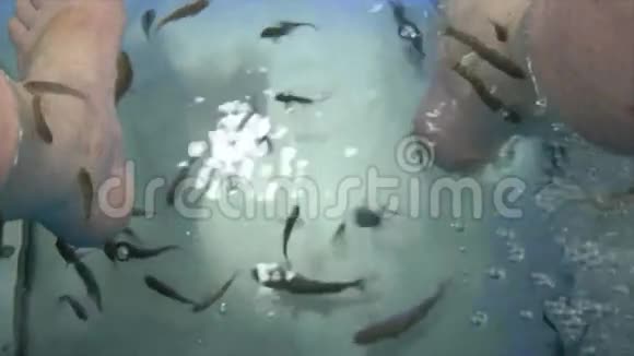 鱼水疗中心视频的预览图
