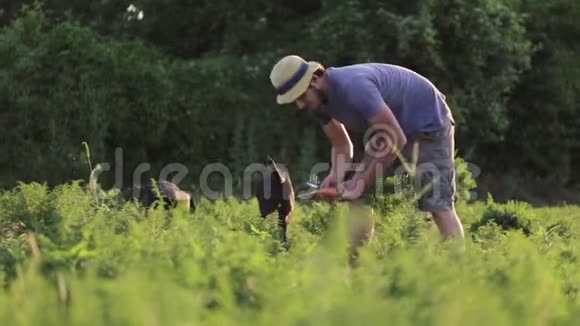 戴帽子的年轻农民在有机农场采摘胡萝卜视频的预览图