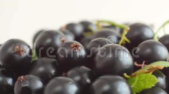 新鲜采摘的黑色醋栗浆果视频的预览图