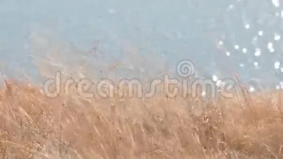 干田草地前的水面反射视频的预览图