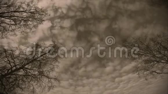 诡异的浅棕色天空缓慢移动的云和贫瘠的桦树视频的预览图