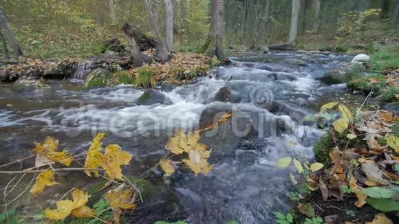 清澈的溪水流过秋天的森林黄叶视频的预览图