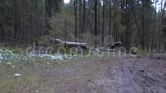 在森林中射杀倒下的树木视频的预览图