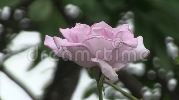 这种混合茶的淡紫色玫瑰是如何被称为蓝月视频的预览图