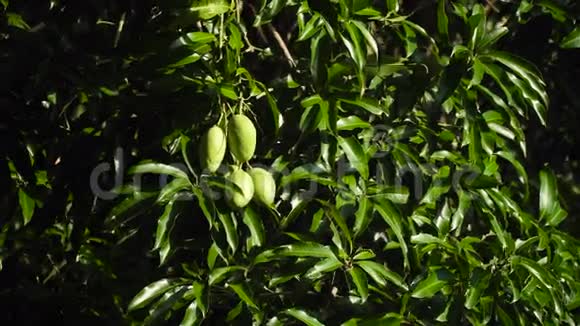 芒果树上的芒果视频的预览图