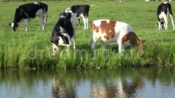 4K在荷兰埃德姆的绿色草地上奶牛正在放牧视频的预览图