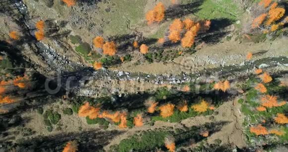 在阳光明媚的秋天在橙色和红色的落叶松森林树林和小溪上空俯视高空阿尔卑斯山脉视频的预览图