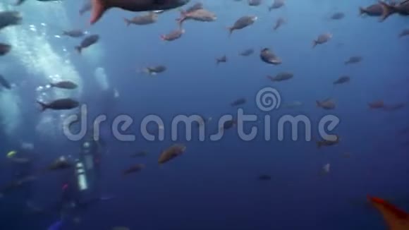 加拉帕戈斯的水下海洋泻湖潜水员和鱼类学校视频的预览图