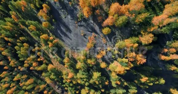 在阳光明媚的秋天在橙色和红色落叶松森林树林上空俯视高空欧洲阿尔卑斯山户外色彩缤纷视频的预览图
