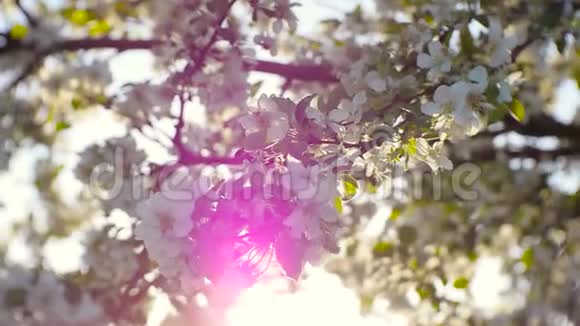 春天的清晨花园里盛开的苹果树视频的预览图