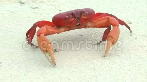 无口的陆地螃蟹在白色的沙滩上行走视频的预览图