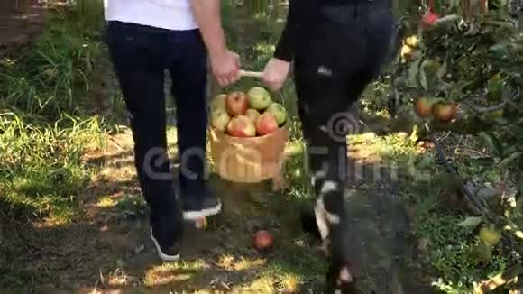 一对夫妇抱着装满苹果的篮子走过苹果园视频的预览图