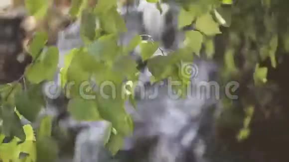 一棵白桦树在风中迎着瀑布飞翔视频的预览图