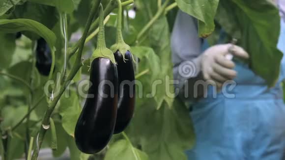 密切拍摄园丁妇女切割茄子收获新鲜蔬菜在温室在职女性视频的预览图