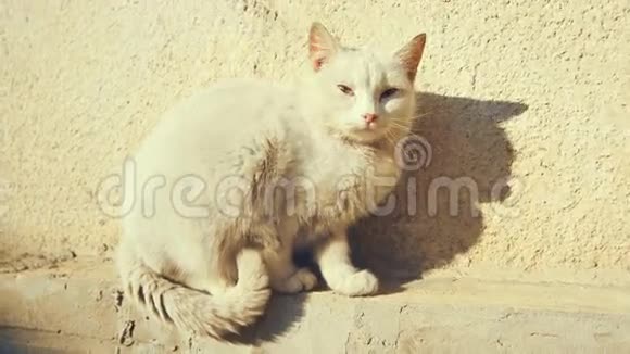 小猫坐在水泥墙旁边阳光明媚视频的预览图