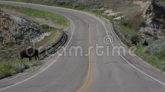 野牛靠近公路视频的预览图