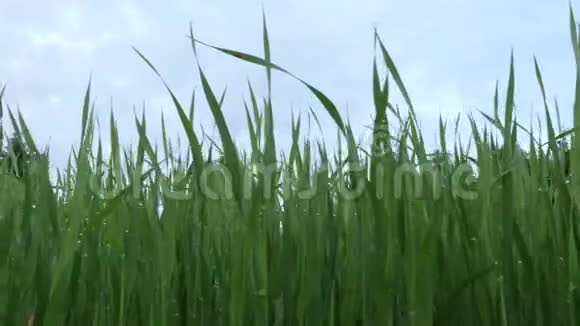 绿色的新鲜植物在田野里发芽雨后滴在地上视频的预览图