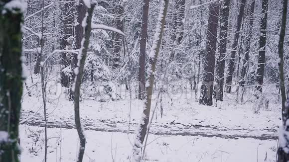 在冬天的森林里奔跑的人户外的灵感和动机概念视频的预览图