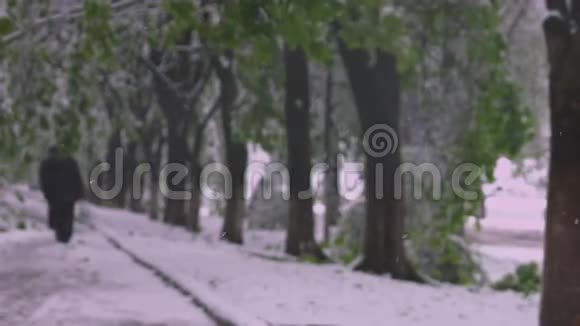 春天绿叶的树枝在潮湿的雪和风的重压下折断了自然异常关注重点视频的预览图