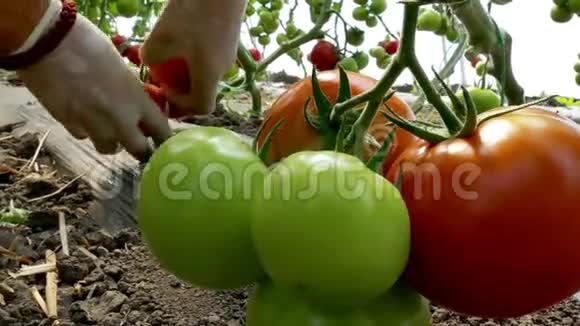 采摘有机生产的西红柿视频的预览图