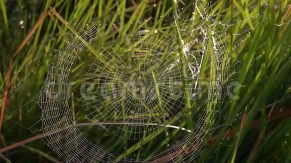 日出时美丽的清晨阳光下带着蜘蛛网的露珠滴在草地上视频的预览图