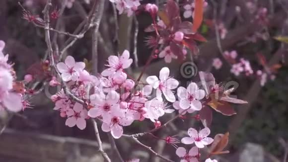 日本樱桃或樱花粉红色花视频的预览图