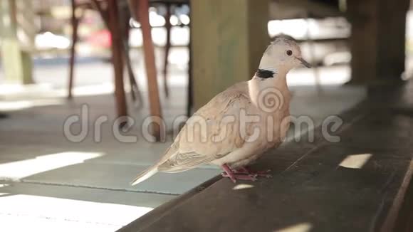 咖啡馆门口的鸽子视频的预览图