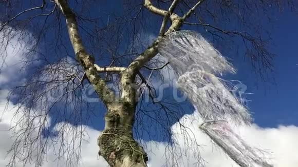 一棵裸树上的风在缓慢地吹着视频的预览图