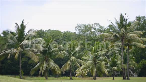 一排椰子树打高尔夫视频的预览图