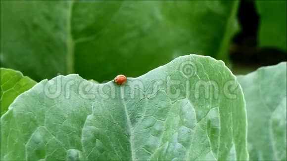 忙碌的红瓢虫在有机农场的绿叶上快速行走视频的预览图