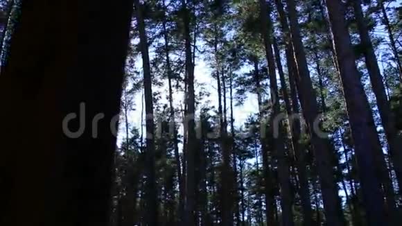 太阳在高大的树木中的光芒视频的预览图