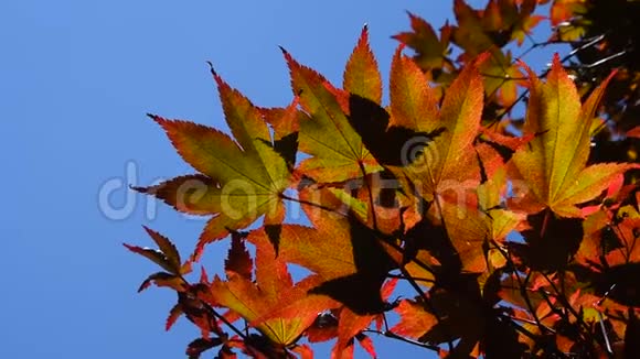 秋色红槭叶碧空视频的预览图