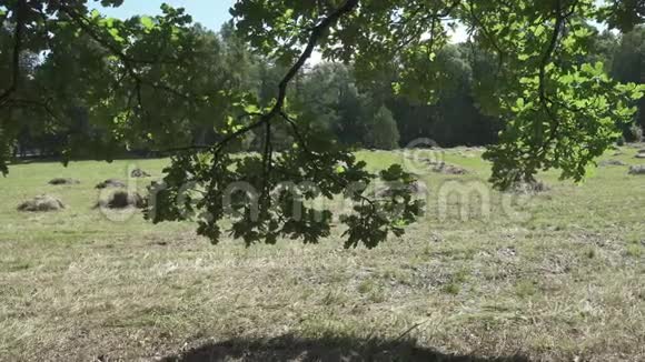 镜头移动在树林的边缘穿过橡树叶在夏天阳光明媚的日子里一片有干草堆的田野视频的预览图