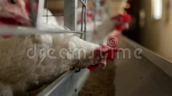 家禽养殖场用于饲养鸡和蛋鸡啄饲料特写工厂母鸡混合饲料视频的预览图