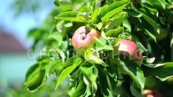 在微风中红苹果和绿苹果在树上视频的预览图