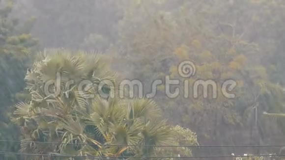 极强的热带雨淋墙棕榈树和树在雨中视频的预览图