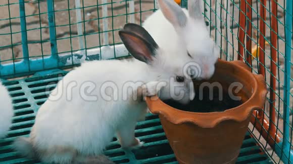两只可爱的白兔在笼子里喝棕色的陶罐里的水视频的预览图